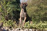 DOGUE ALLEMAND 763